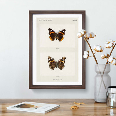 Red Admiral Butterfly by S.F. Denton - Picture Frame Painting Print