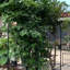 Treillis de jardin en métal