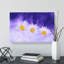 Three White Daisies - Wrapped Canvas-61946130