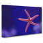 Pink Starfish - Wrapped Canvas-55325328
