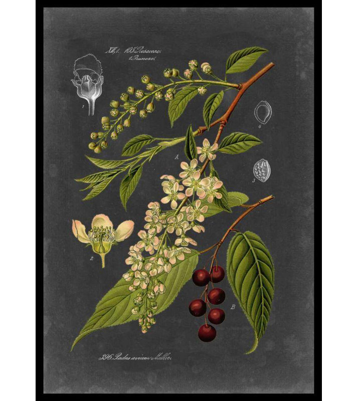Art sur toile tendue Lark Manor ™ Vision Studio Gallery: Midnight Botanical II, H 18 po x l 14 po