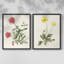«Flowers of the Seasons», impression encadrée de qualité supérieure - prête à être accrochée - aucun clou requis - aucun clou requis-1906186485-1906186493