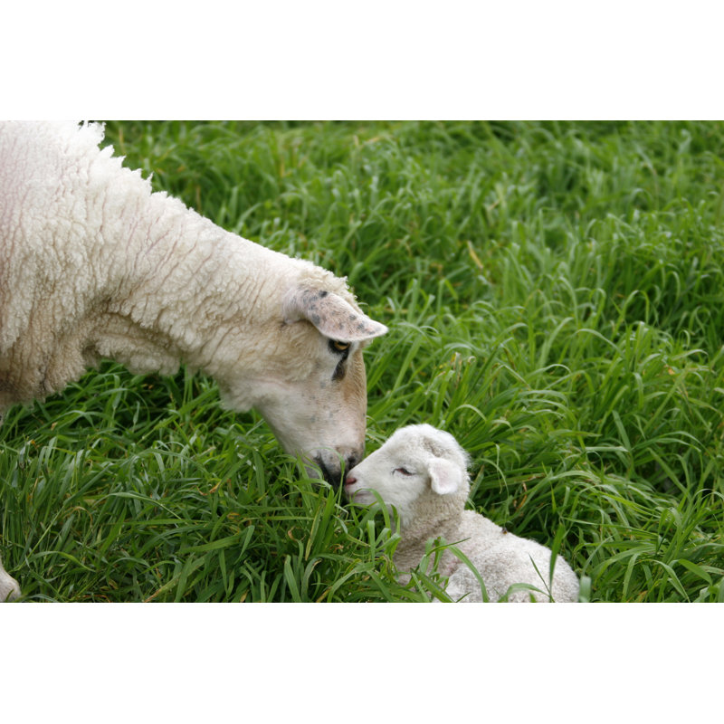 Mouton et agneau par Jamesbowyer, H 32 po x l 48 po