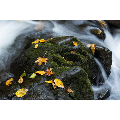 Wet Leaves - Photograph