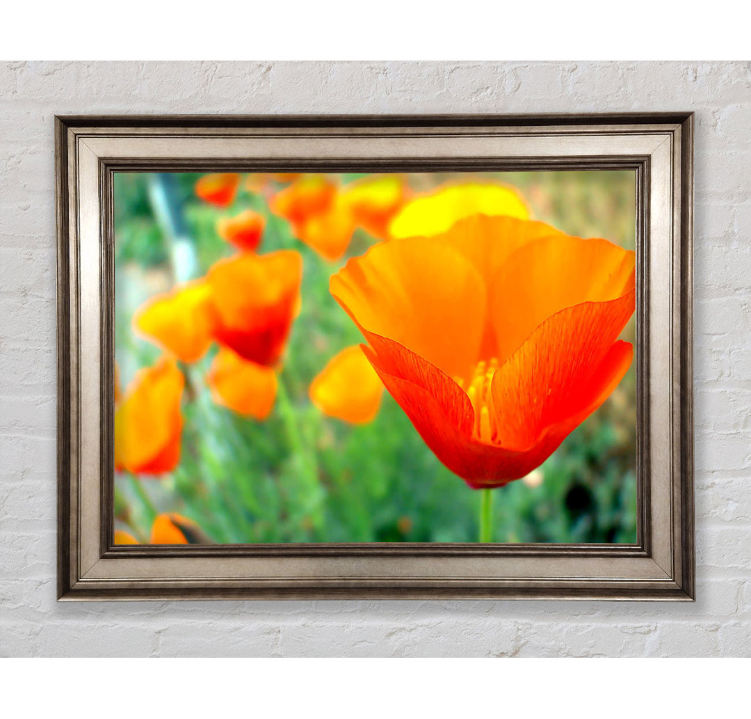 California Poppies Orange - Einzelne Bilderrahmen Kunstdrucke