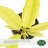 4" Philodendron Golden Crocodile