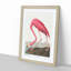Pink Flamingo by John Audubon - Framed Print-55584061-55584062