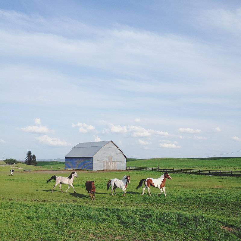 Chevaux de ferme, H 30 po x l 30 po