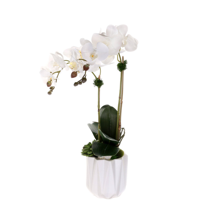 Real Touch Phalaenopsis Orchids with Succulent in White Dimensional Pot