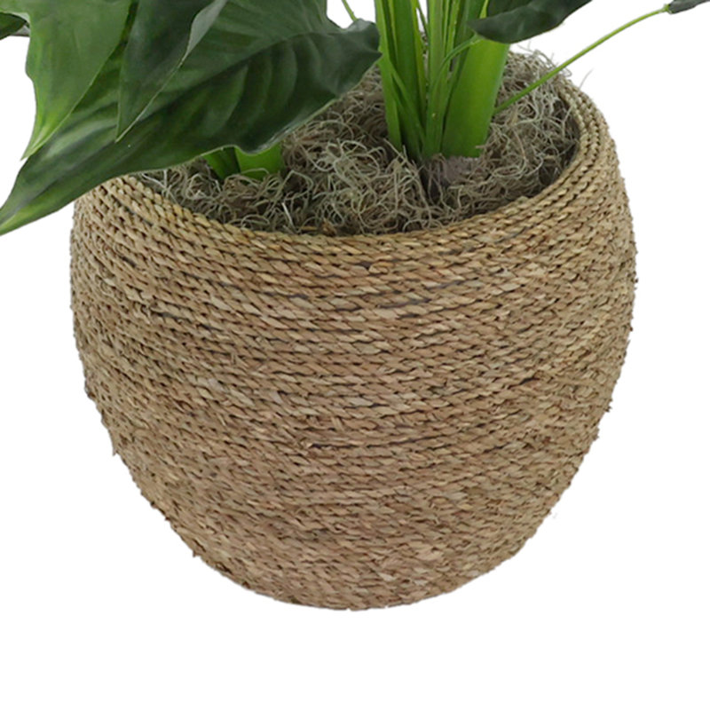 UV Rated Spathiphyllum Plant in Seagrass-Wrapped Pot
