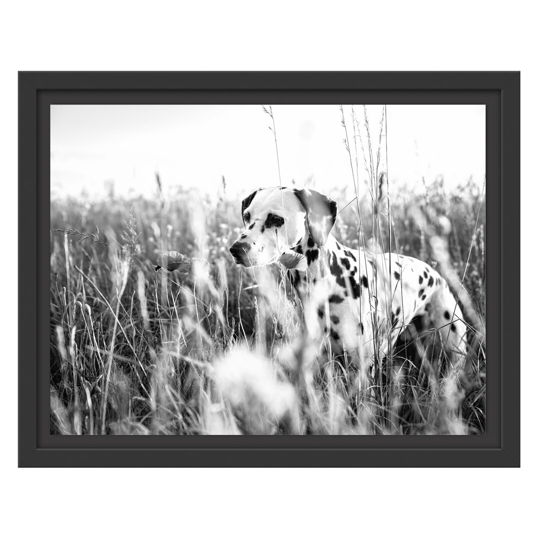 Gerahmtes Wandbild Neugieriger HundFeld Kunst B&W