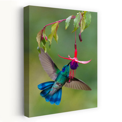 Green Violetear Colibri Thalassinus Feeding Savegre Costa Rica Contemporary Hummingbird Bird Flower Art