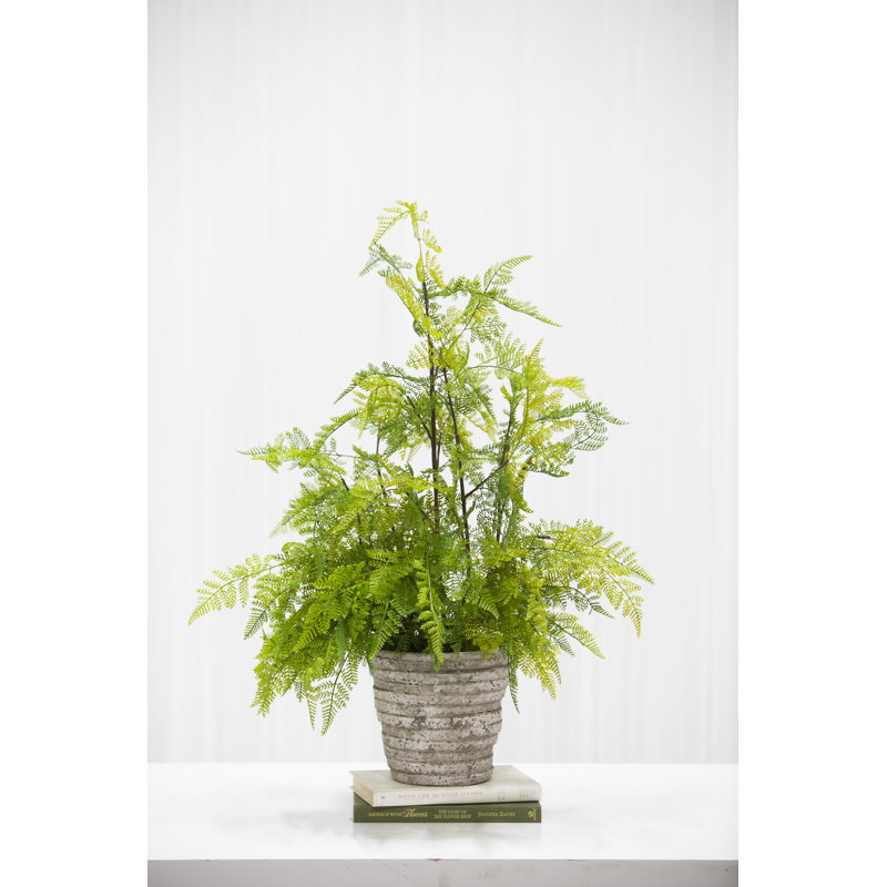 Plante à feuillage en pot en dentelle