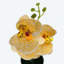 Nastashia Table Vase