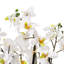 Arrangement floral orchidées dans un pot