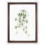 Kenilworth Ivy Flowers by Pierre-Joseph Redoute - Picture Frame Graphic Art Print-55609630-55609627