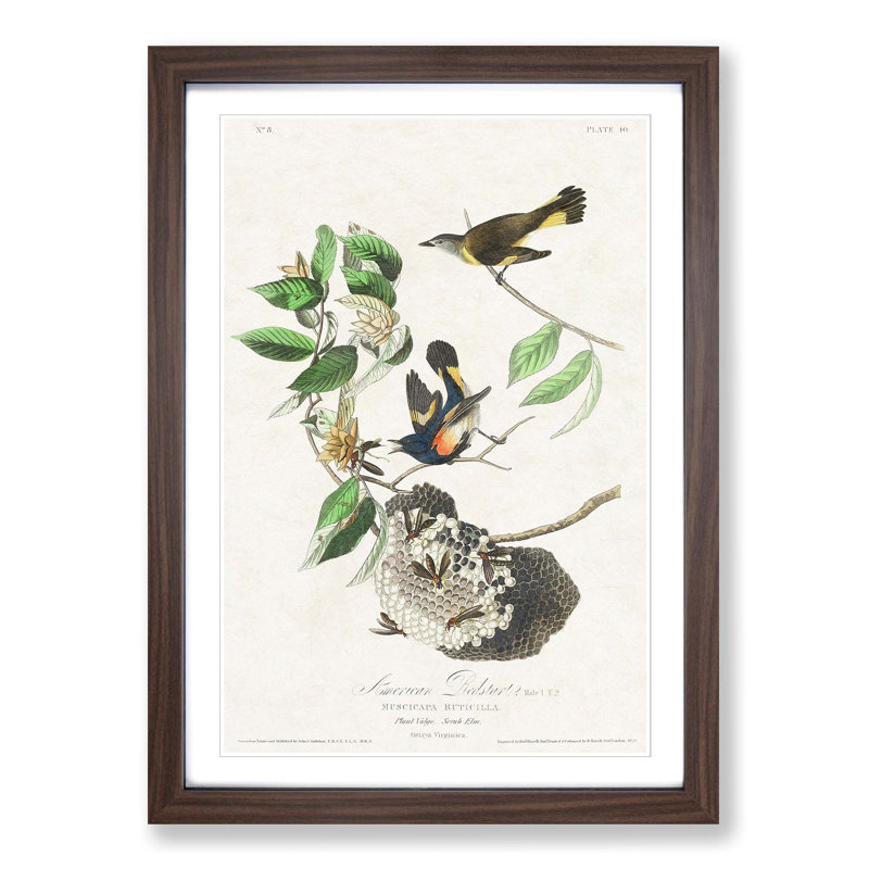 American Redstart Birds by John Audubon - Single Picture Frame Painting, 33cm H x 24cm W x 2cm D, Walnut Framed