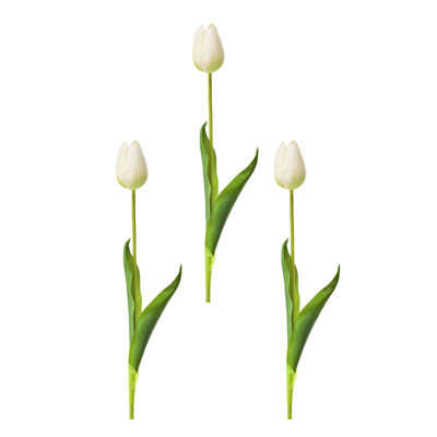 Tulipe Holland 23 "Just Cut