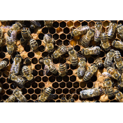 Bees by Tjanze