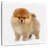 Arney Miniature Pomeranian Spitz-109221476