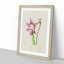 Pink Amaryllis Flower Illustration - Picture Frame Painting Print-55616542-55616539