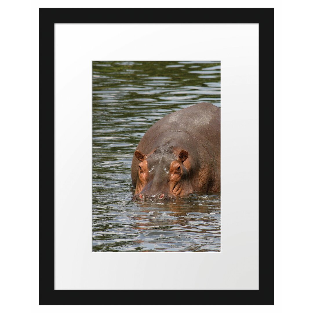 Gerahmtes Poster Zwei Flusspferde im Wasser