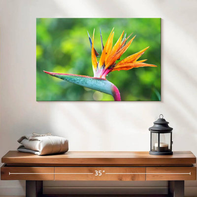 Bird Of Paradise Flower