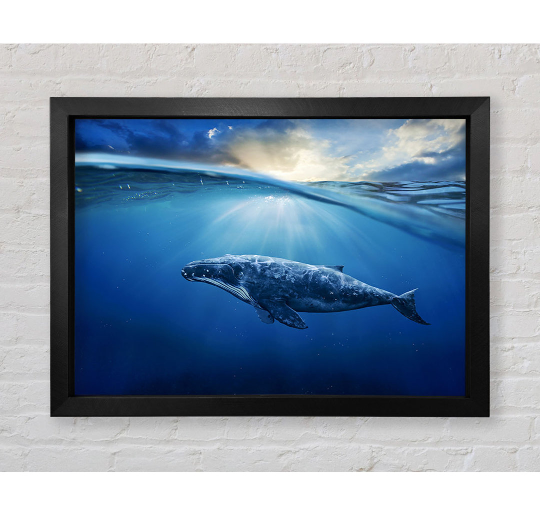 Gerahmtes Poster Ocean Whale