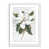 Satin White n'est pas disponible