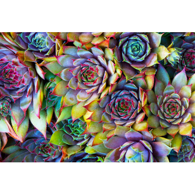 Hens And Chicks by Martiecl - Wrapped Canvas Print