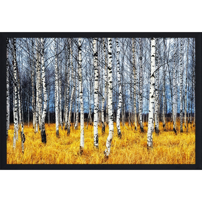 «Birch Trees 2», reproduction de photo encadrée, H 35,5 po x l 51,5 po x P 0,75 po