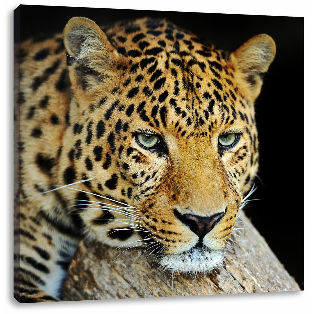 Leinwandbild Ruhiger Leopard