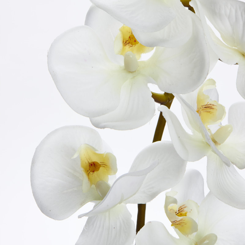 Pulvérisateur en faux orchidée phalaenopsis, Blanc