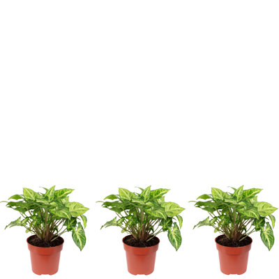 Almanzo 3-Piece Plant Set