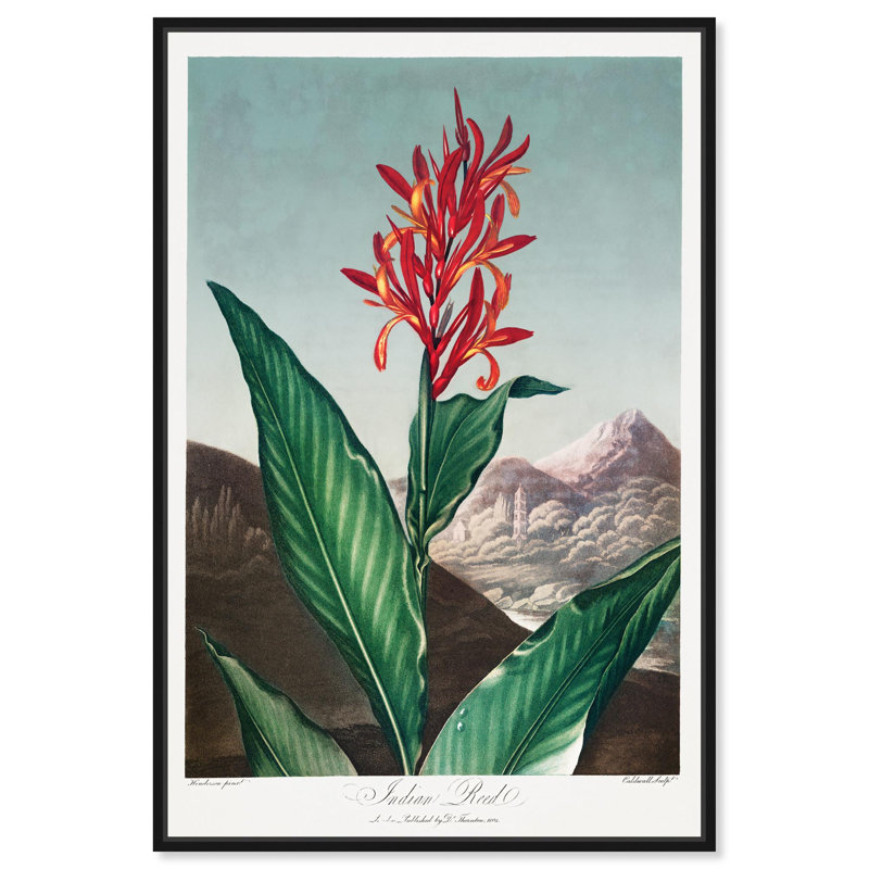 Art Remedy, reproduction d'art sur toile, roseau indien, 1807, Cadre flottant noir, H 16 po x l 11 po