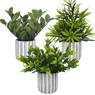 https://assets.wfcdn.com/im/96336252/resize-h310-w310%5Ecompr-r85/2661/266190339/artificial-fern-decorative-plants-in-pot-3-pieces.jpg