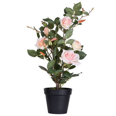 21" Rose Plant in Pot