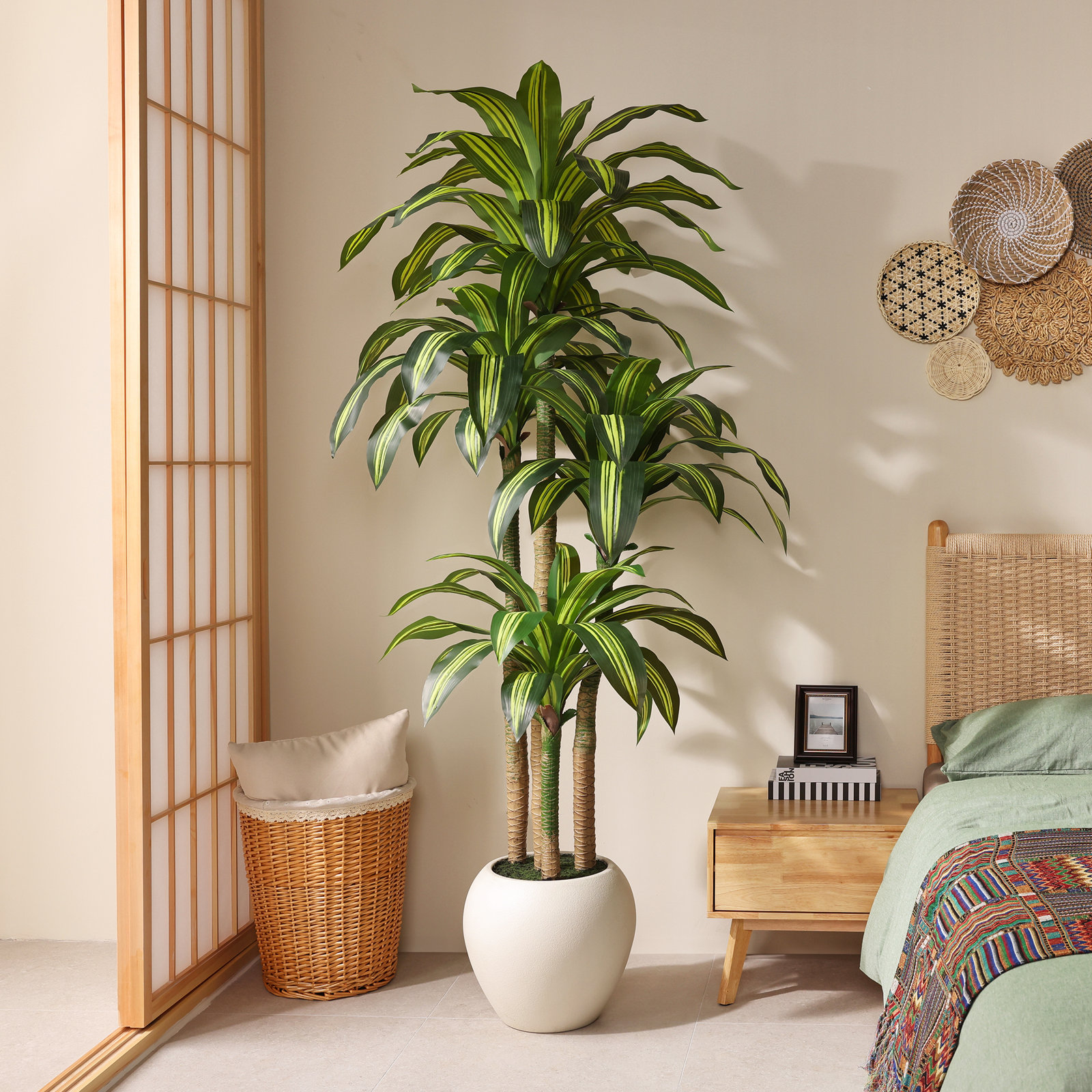 Romney Dracaena Tree in Planter, 84" H x 30" W