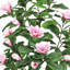 Magnolia artificiel en pot-2039359912