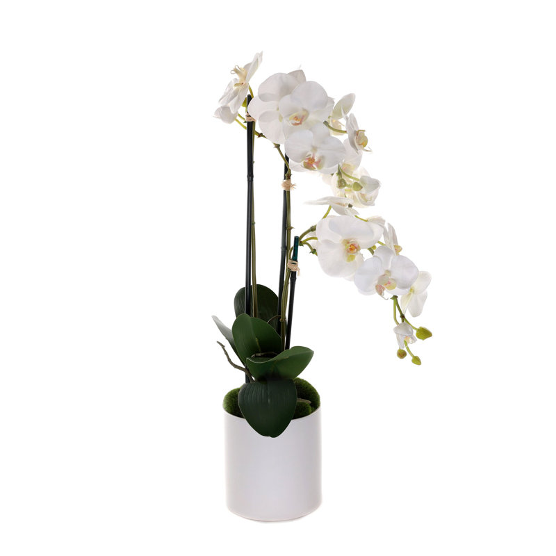 Orchidées phalaenopsis en pot blanc