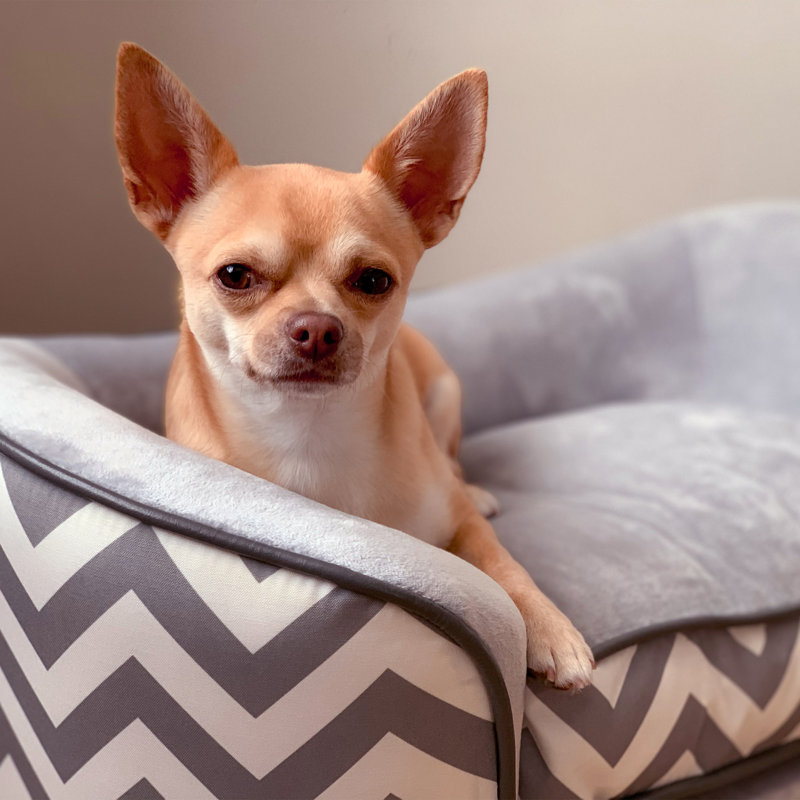 Pet Sofa