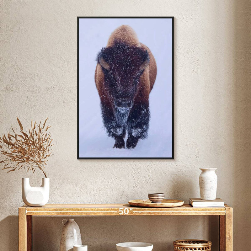 Bison In Snow, 25" x 37", Floating Frame Black