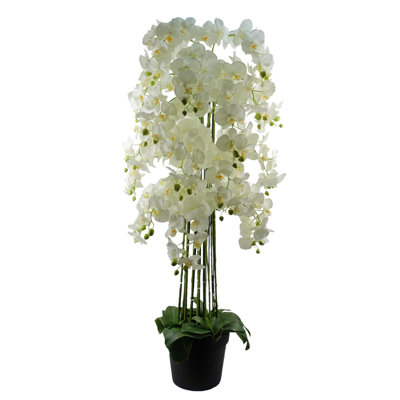 Anneus 150cm Plant