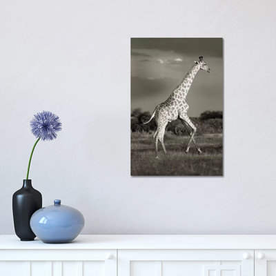 B&W Solitary Giraffe by Klaus Tiedge - Print on Canvas