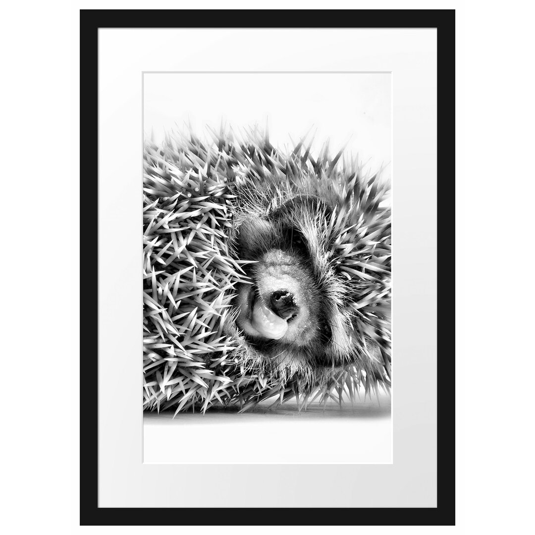 Gerahmtes Poster Kleines niedliches Igel Baby