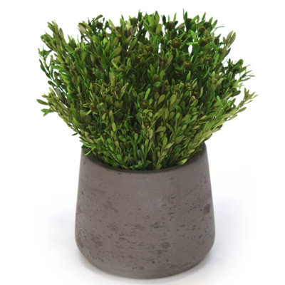 Plante pubescens en pot