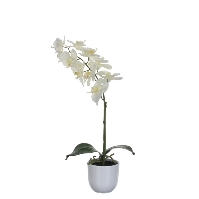 Phalaenopsis 60cm Plant, White