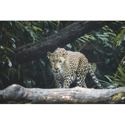 Leopard by Tobiasjo - Wrapped Canvas Print