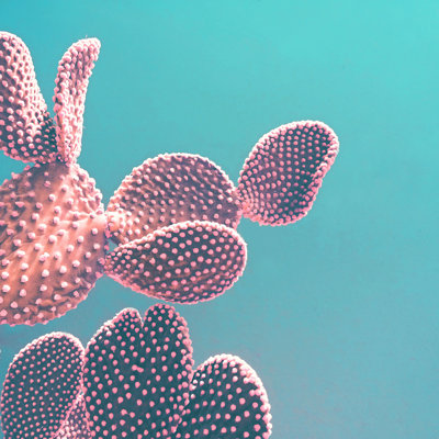 " Candy Cactus "