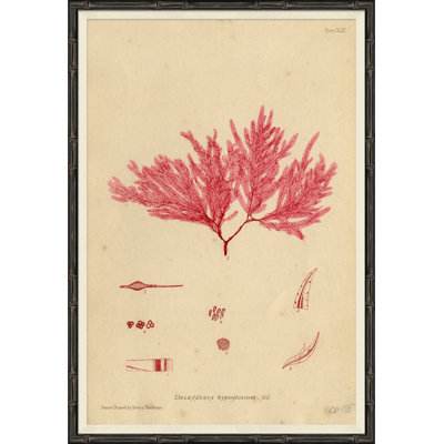 Seaweed In Pink 4 Giclee Print by Henry Bradbury